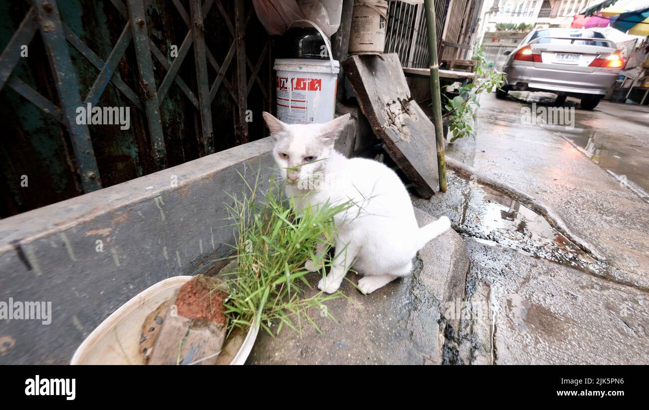 White Gutter Rat ferro Cat Eating Grass a BangkokThailand Foto Stock