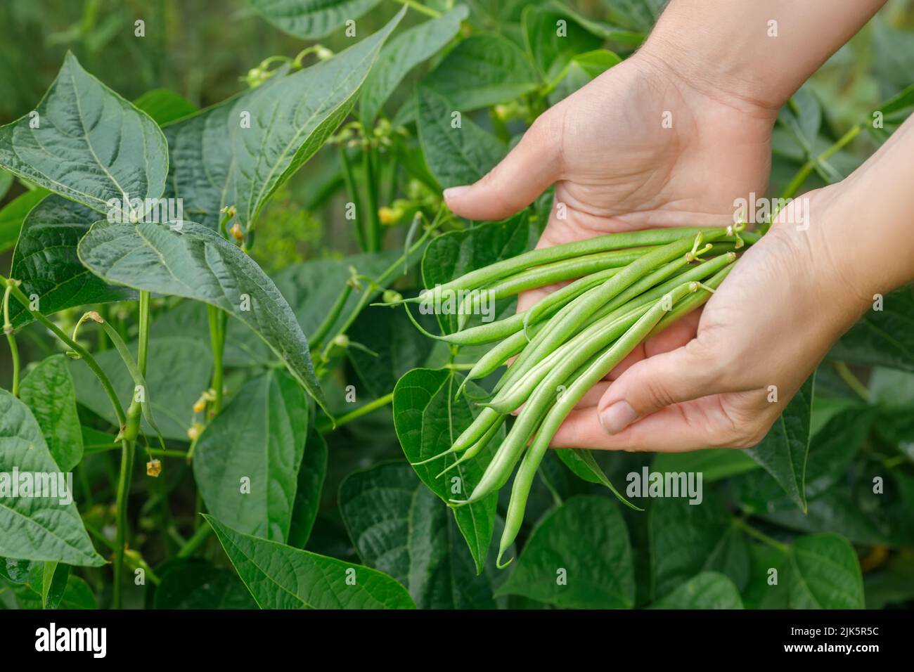 mani che tengono un mucchio di fagioli verdi raccolti sull'orto Foto Stock