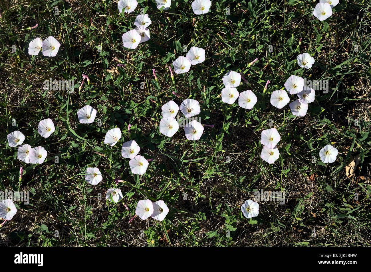 Convolvulus fiori nell'erba vista dall'alto Foto Stock