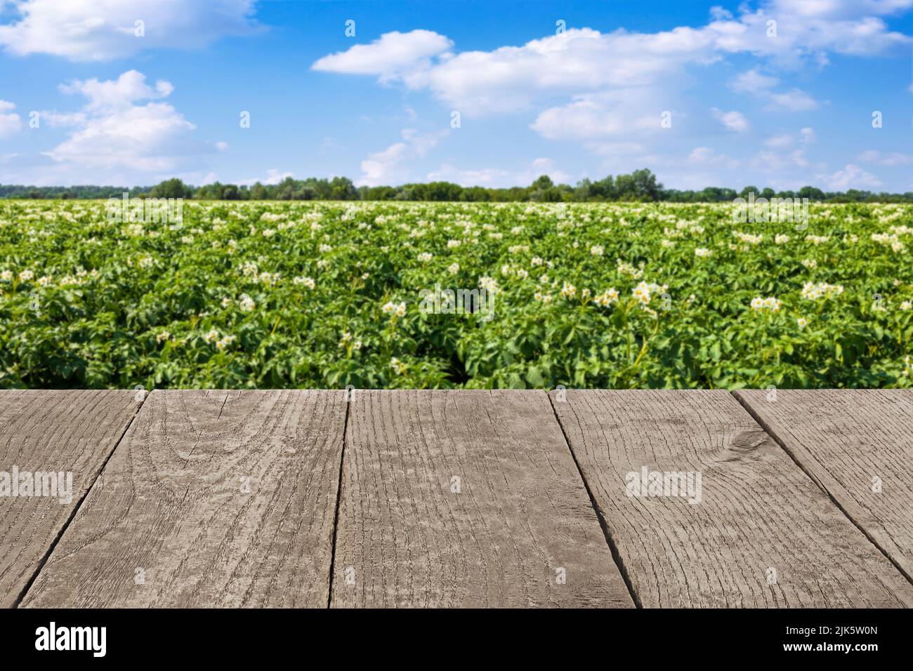 tavolo grigio in legno vuoto con campo di patate e cielo sullo sfondo Foto Stock