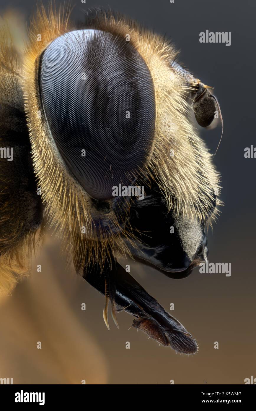 Lingua di una mosca di passaggio - macro estrema Foto Stock