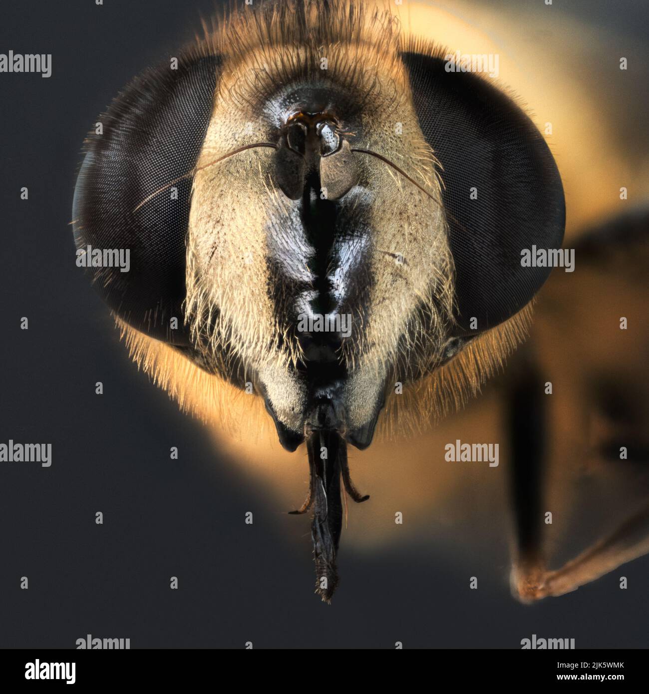 Lingua di una mosca di passaggio - macro estrema Foto Stock