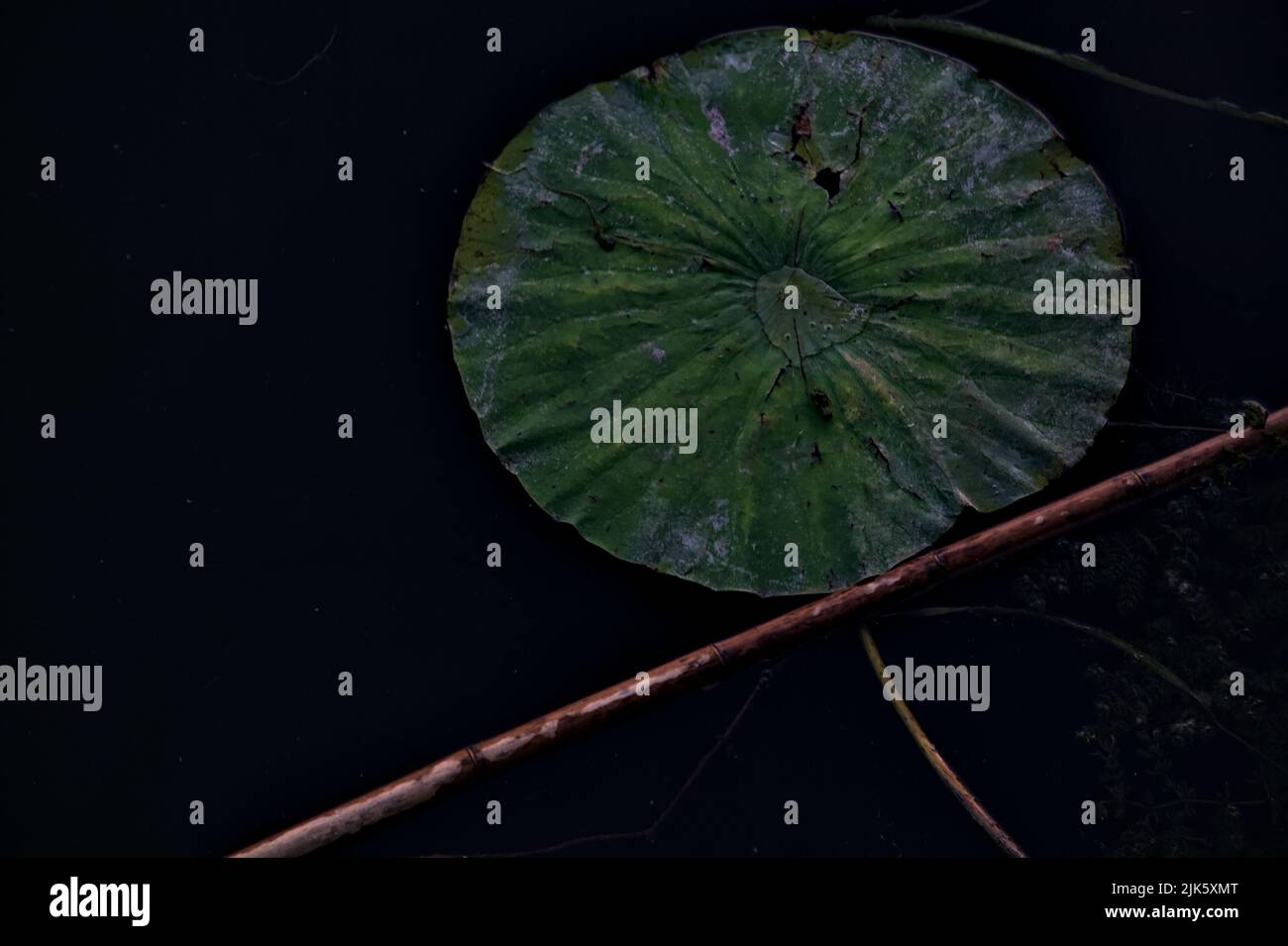 Lily pad e una canna galleggiante sull'acqua Foto Stock