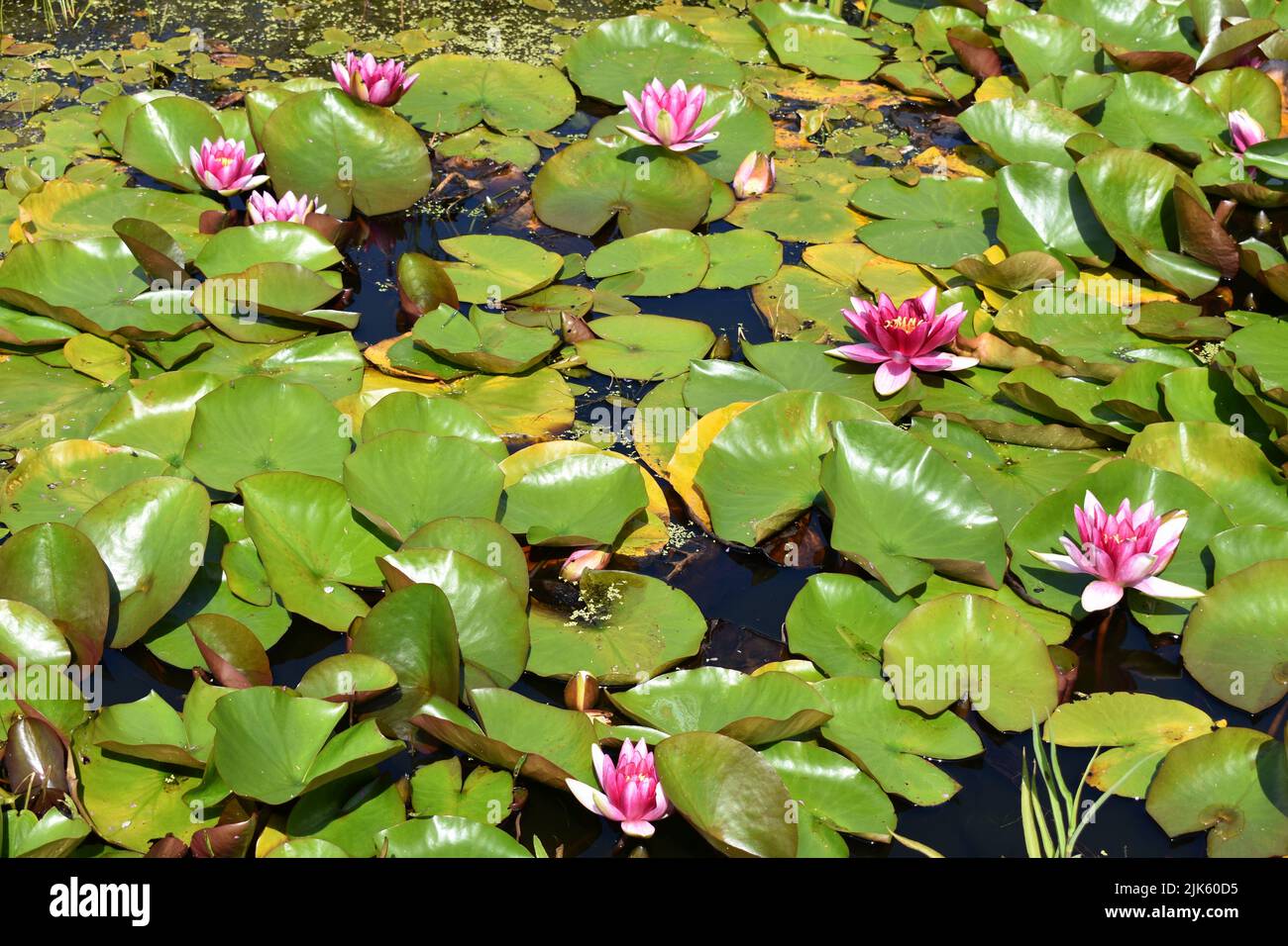 Ninfee rosa fiorite, giardini con pareti di Stackpole, tenuta di Stackpole, Stackpole, Pembrokeshire, Galles Foto Stock