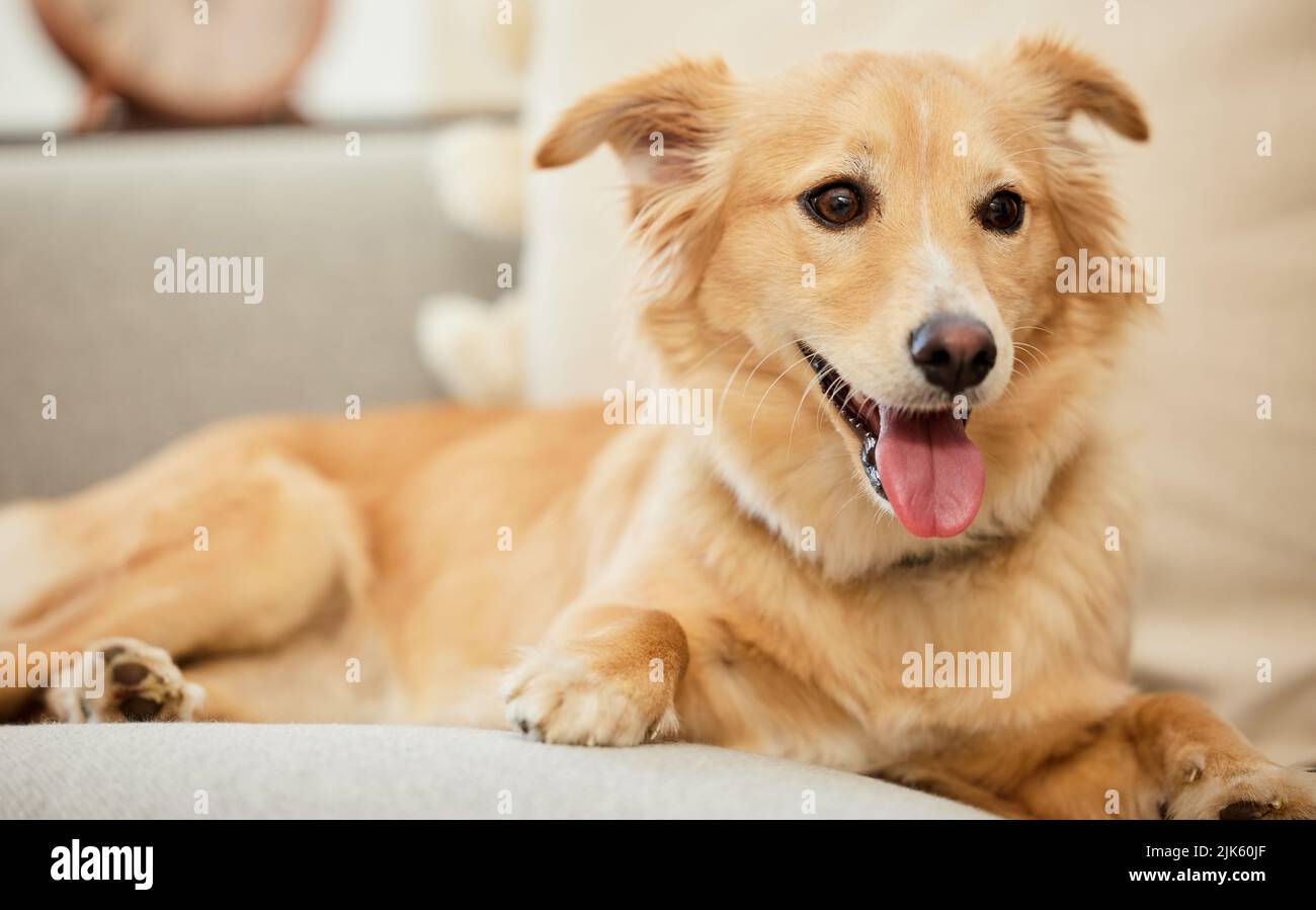 Solo cinque minuti di più mamma. Un adorabile cane soffice rilassarsi su un divano a casa. Foto Stock