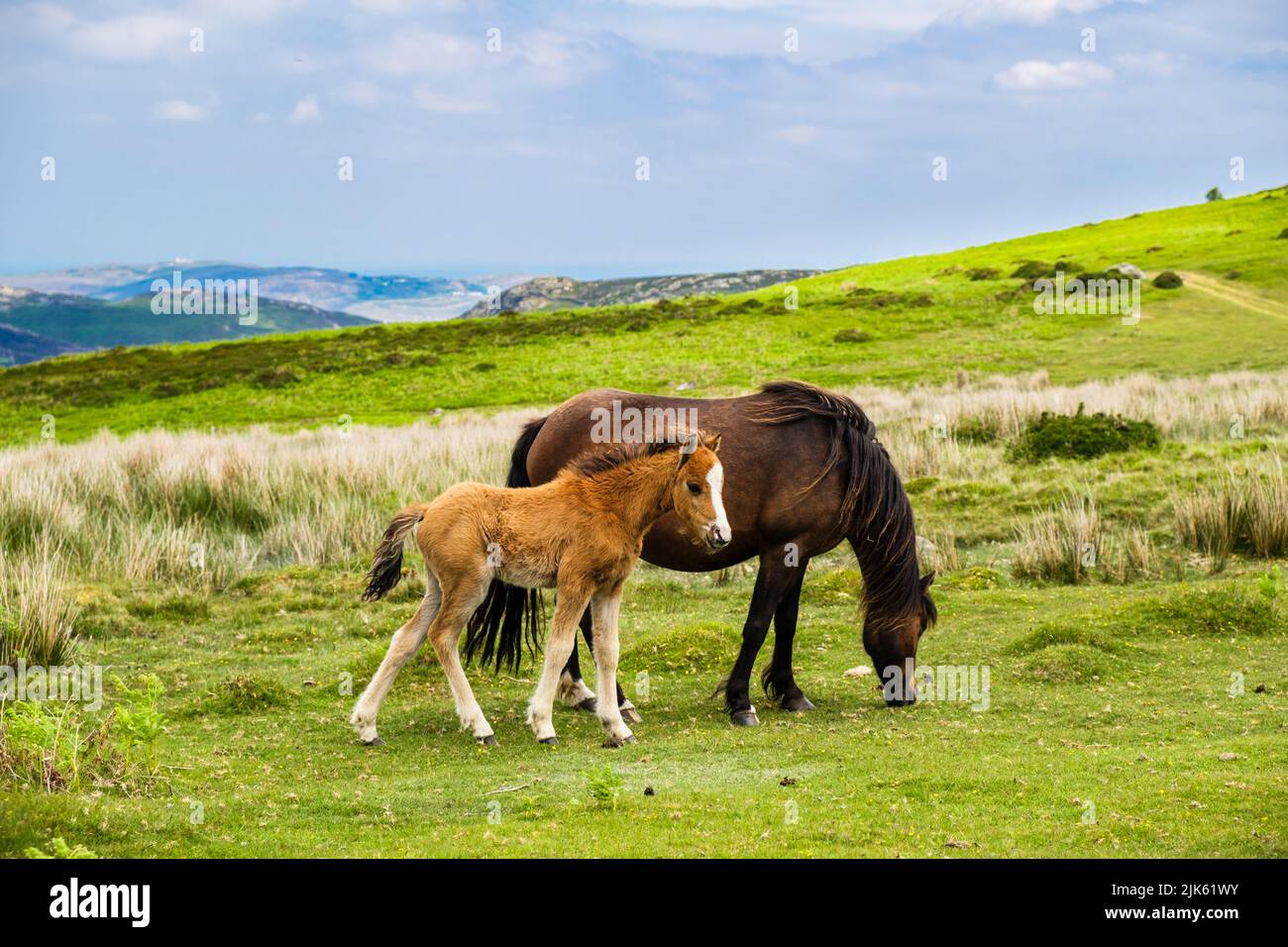 Pony selvaggio della montagna gallese con un nemico nelle montagne di Carneddau del nord Parco Nazionale di Snowdonia sopra la costa del Galles del Nord. Penmaenmawr, Conwy, Galles, Regno Unito Foto Stock