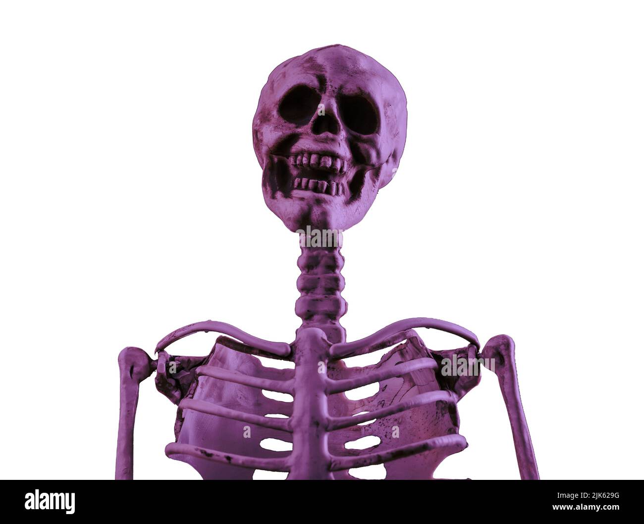Scheletro umano viola isolato su sfondo bianco. Cranio, vertebra, scapola, clavicola. Halloween giorno, orrore, concetto di educazione medica. Foto di alta qualità Foto Stock
