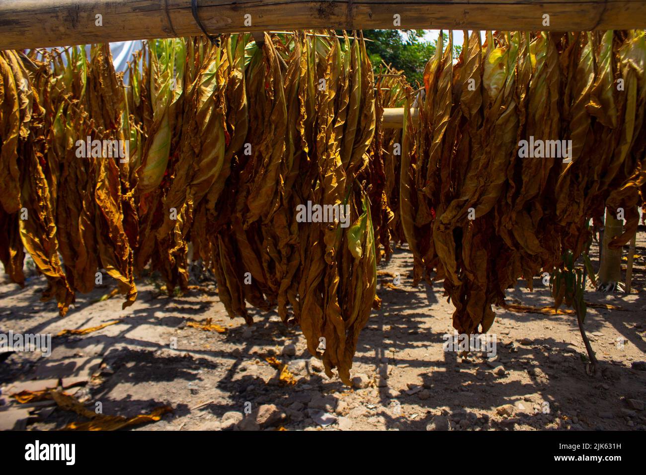 Asciugando le foglie di tabacco tradizionali con Hanging in un campo, Indonesia. Grande foglia di tabacco tagliata a secco di alta qualità. Foto Stock