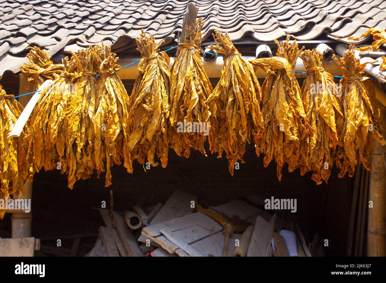 Asciugando le foglie di tabacco tradizionali con Hanging in un campo, Indonesia. Grande foglia di tabacco tagliata a secco di alta qualità. Foto Stock