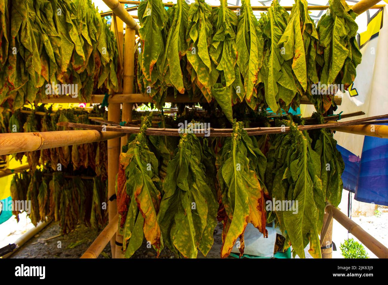 Asciugando le foglie di tabacco tradizionali con Hanging in un campo, Indonesia. Grande foglia di tabacco tagliata a secco di alta qualità. Foto Stock