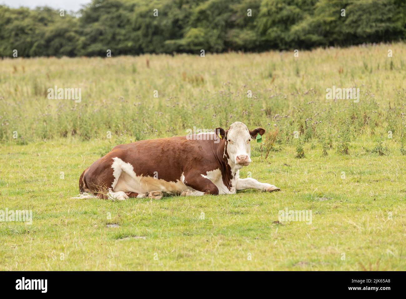 vacca marrone e bianca seduta nel pascolo. Produzione di carne bovina nelle campagne del regno unito Foto Stock