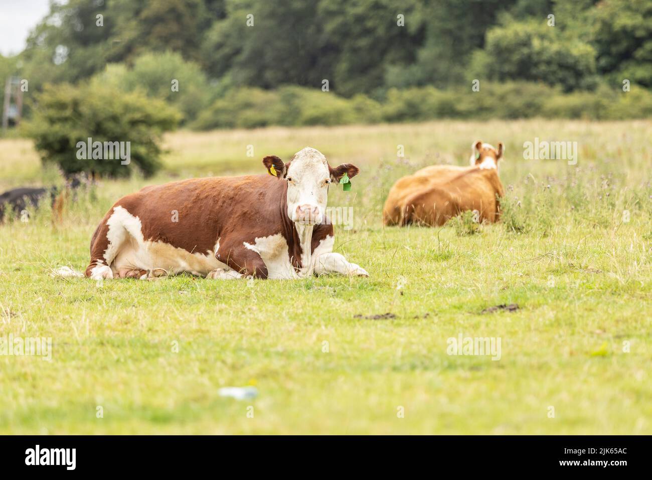 vacca marrone e bianca seduta nel pascolo. Produzione di carne bovina nelle campagne del regno unito Foto Stock