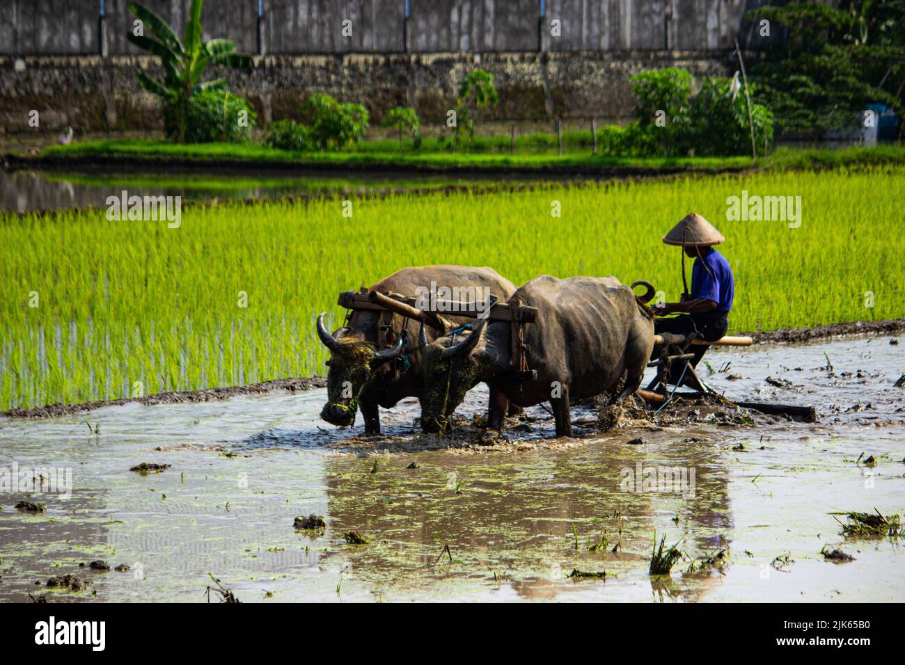 Coltivatore arando risaie con buoi o bufali in Indonesia Foto Stock