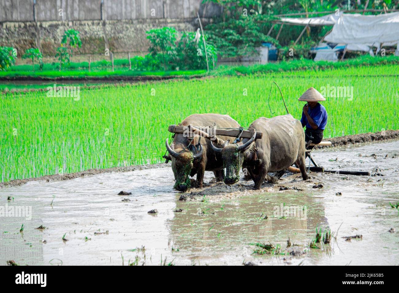 Coltivatore arando risaie con buoi o bufali in Indonesia Foto Stock