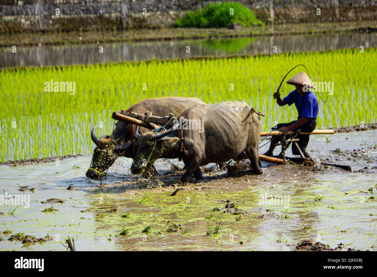 Coltivatore arando risaie con buoi o bufali in Indonesia Foto Stock