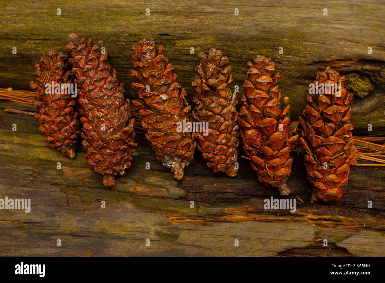 cono di pino marrone, seme di pino su sfondo di legno Foto Stock