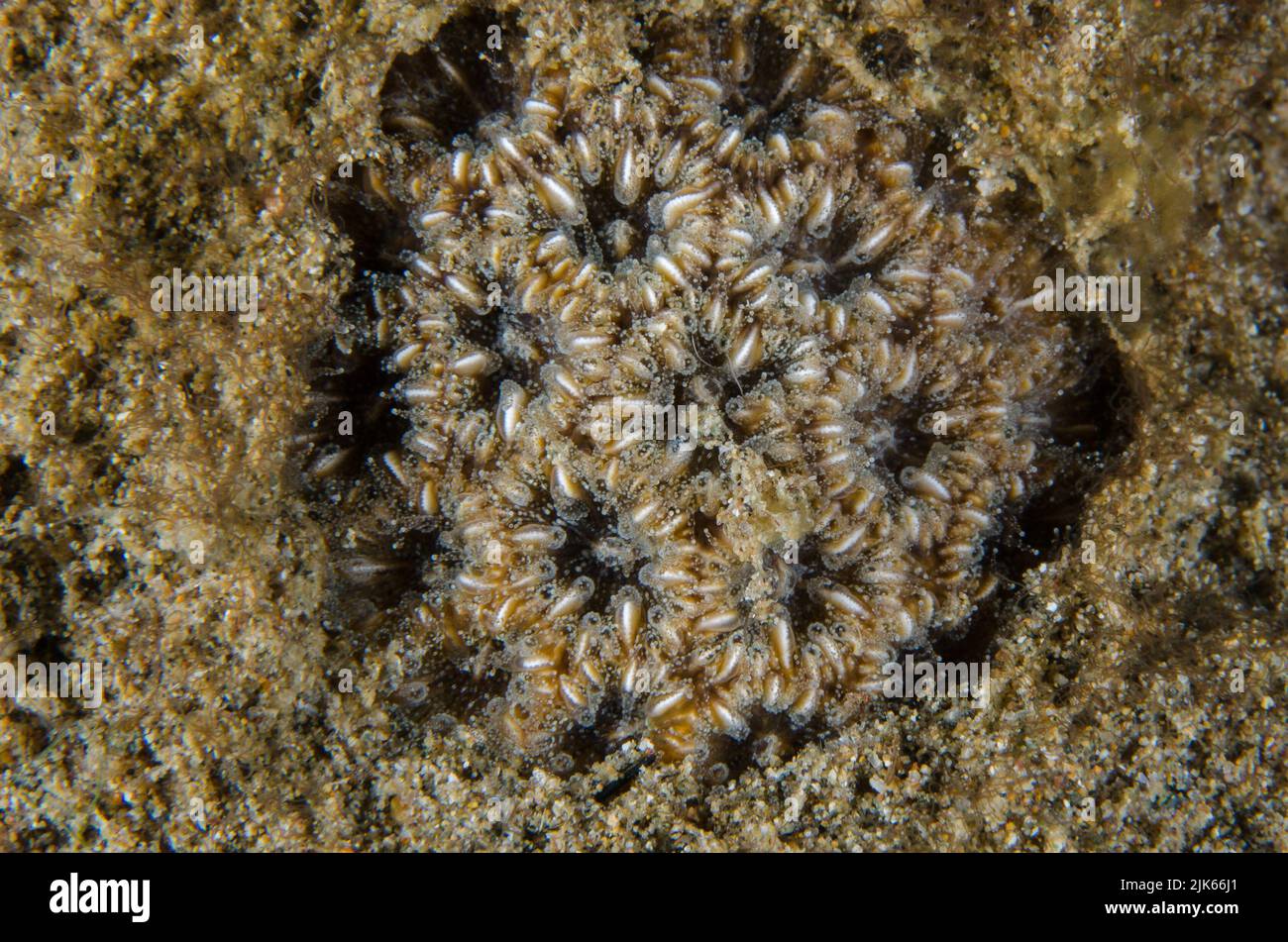 Corallo cerebrale, Lobophyllia sp., Lobophylliidae, Anilao, Batangas, Filippine, Oceano Indo-pacifico, Asia Foto Stock