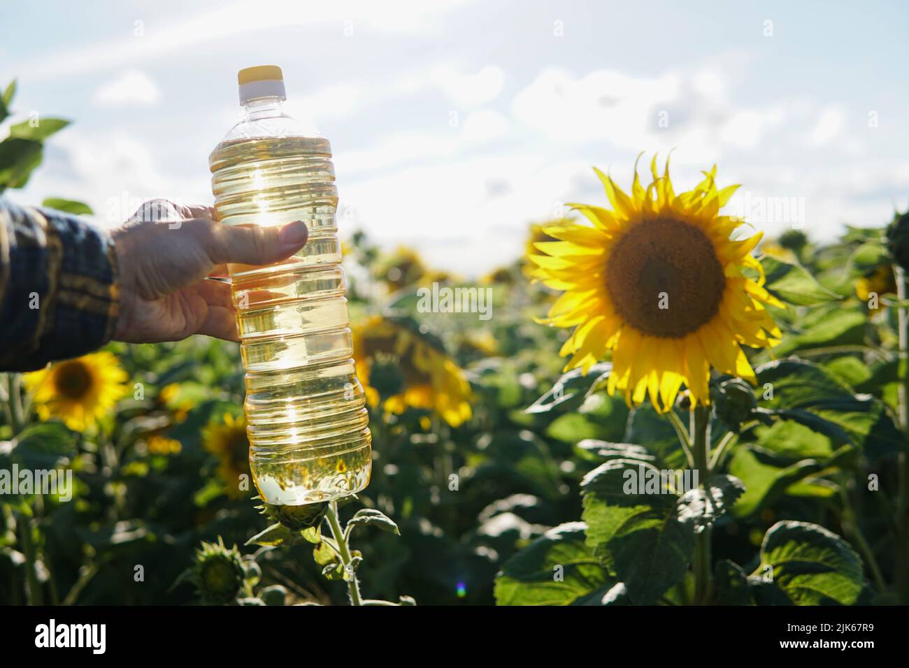 Mano maschile che tiene una bottiglia di plastica di olio di girasole giallo fresco su un campo in fiore sfondo. Foto Stock