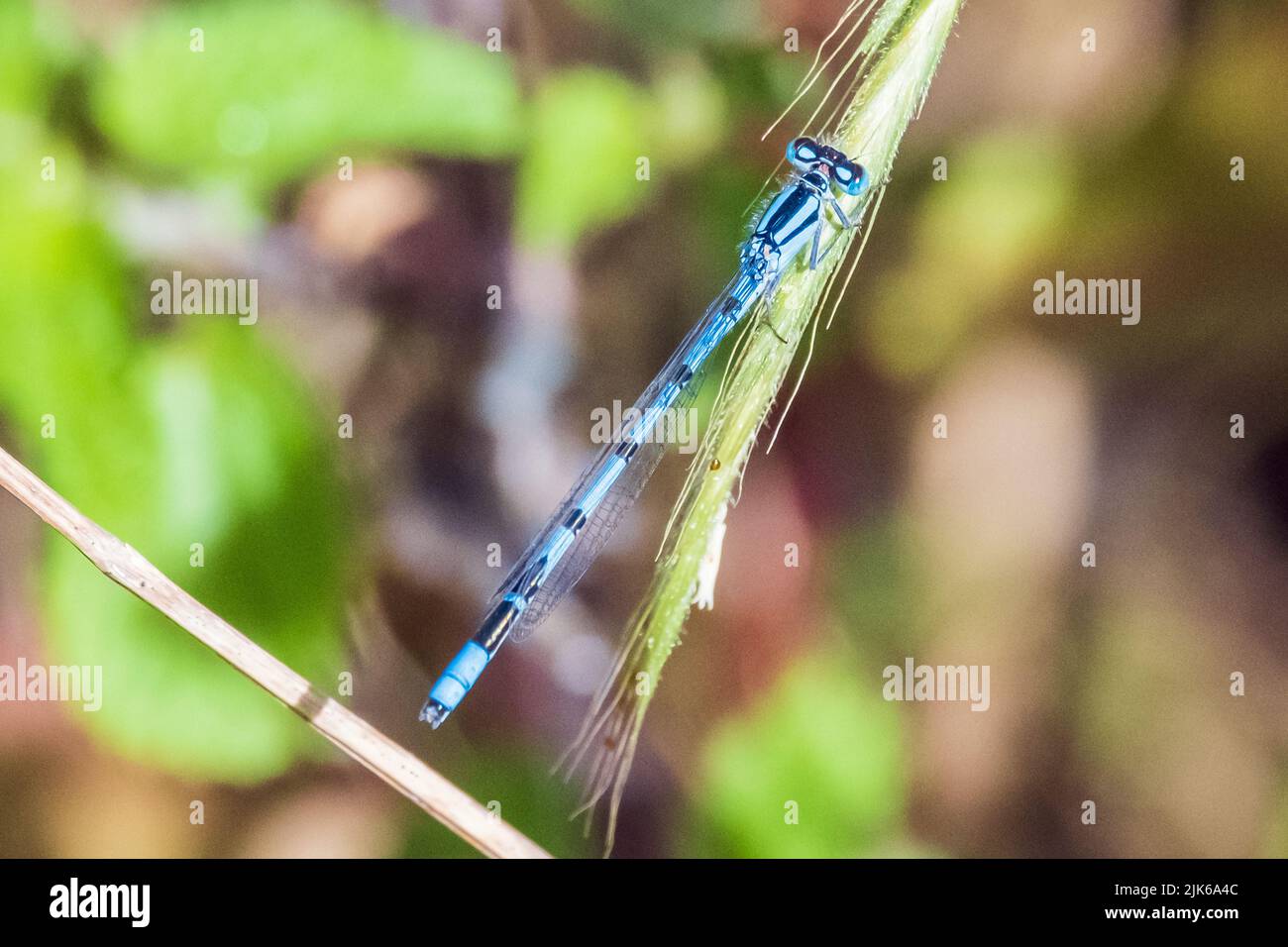 Comune Blue Damselfly: Dragonfly blu che riposa su pianta nel giardino estivo di campagna inglese Foto Stock