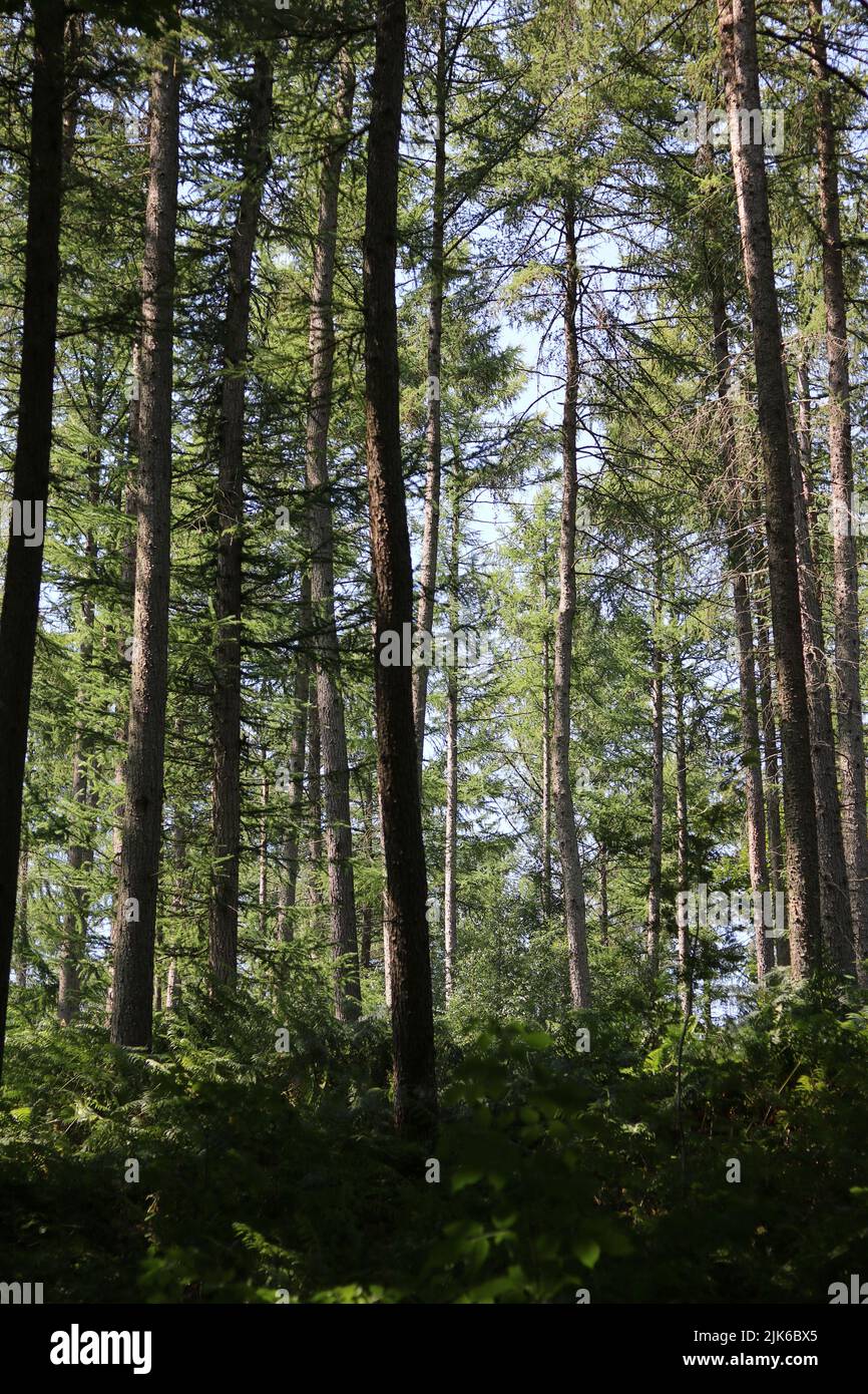 Vista ad angolo basso della foresta dal basso che mostra il verde baldacchino verde Foto Stock