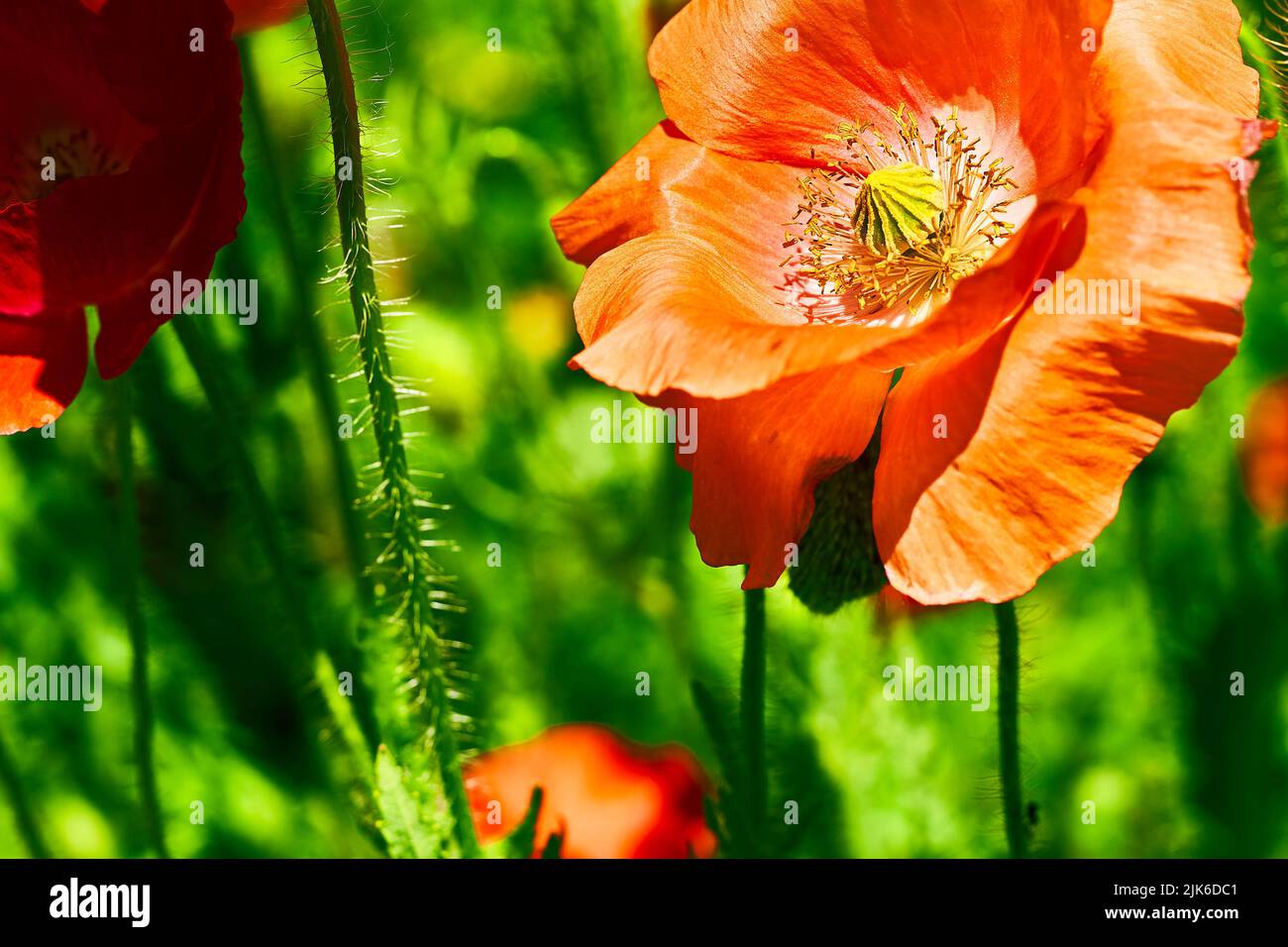 I papaveri di scarlatto rosso e l'erba greeeb si avvicinano in giorno di sole Foto Stock