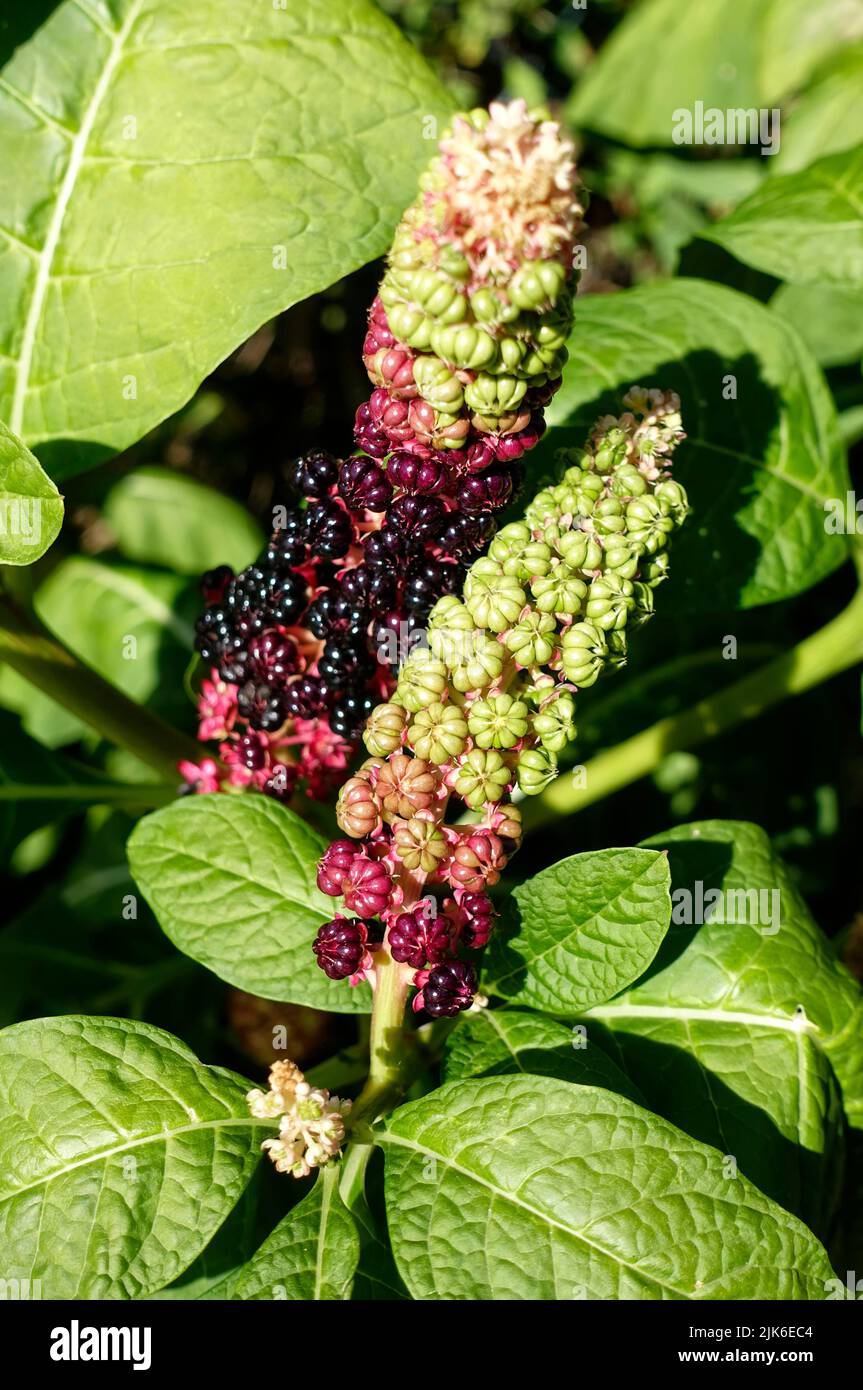 Phytolacca acinosa fogliame e frutta, Berlino, Germania Foto Stock