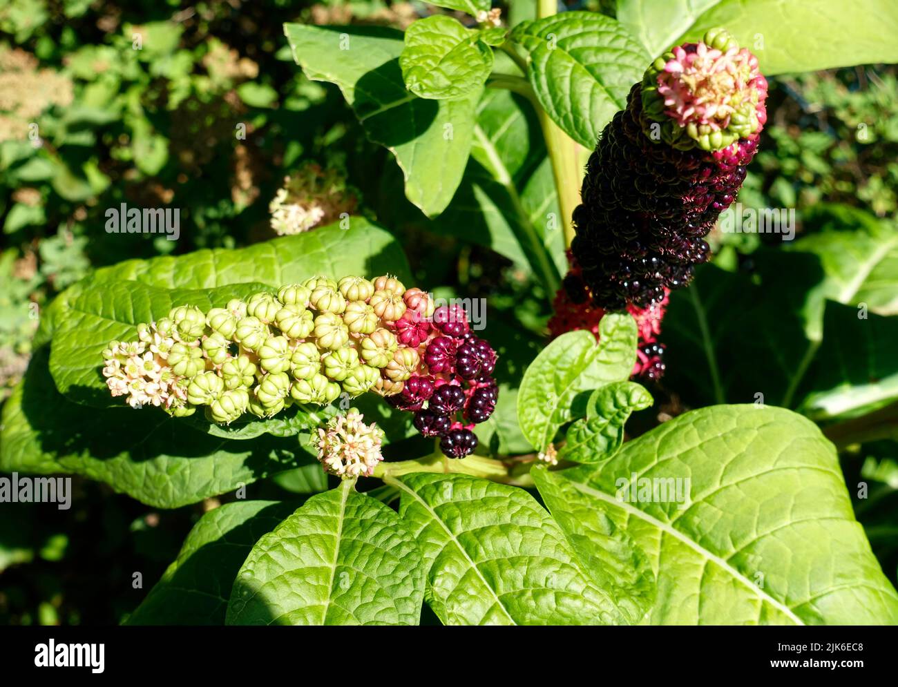 Phytolacca acinosa fogliame e frutta, Berlino, Germania Foto Stock