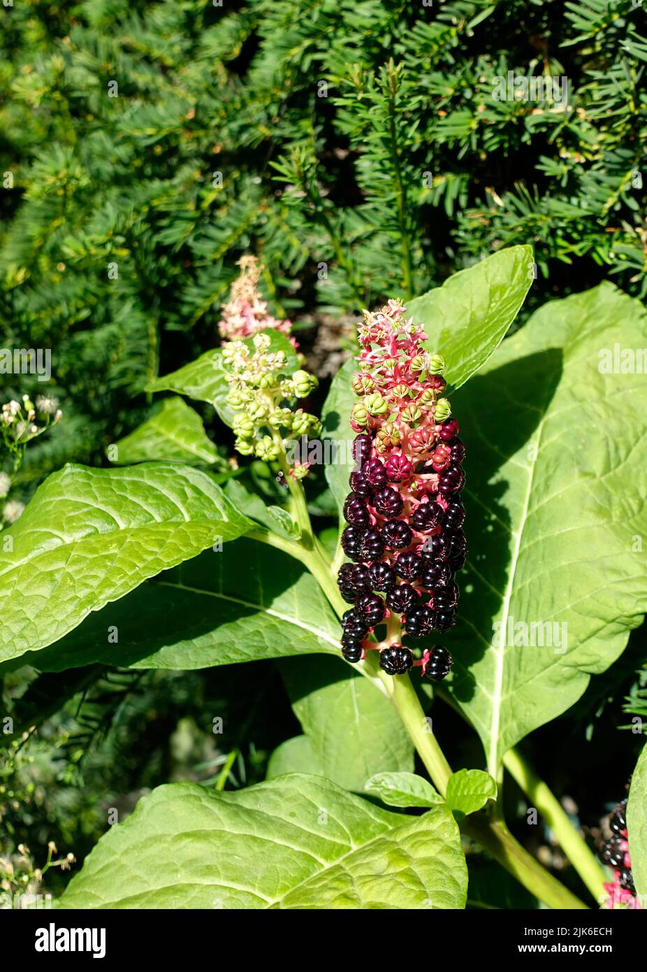 Phytolacca acinosa fogliame e frutta, Berlino, Germania Foto Stock