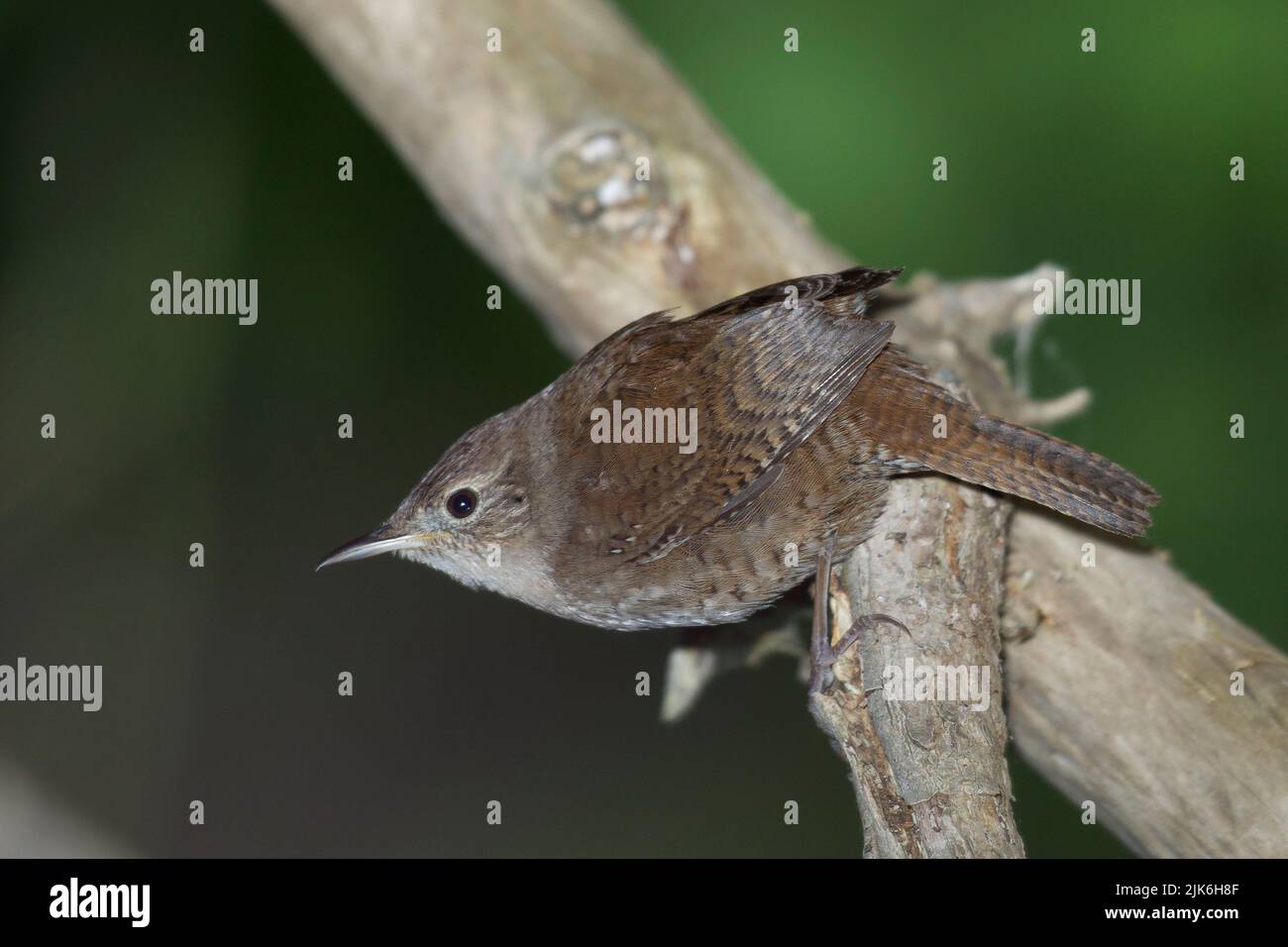 Casa Wren (Troglodytes aedon) Foto Stock