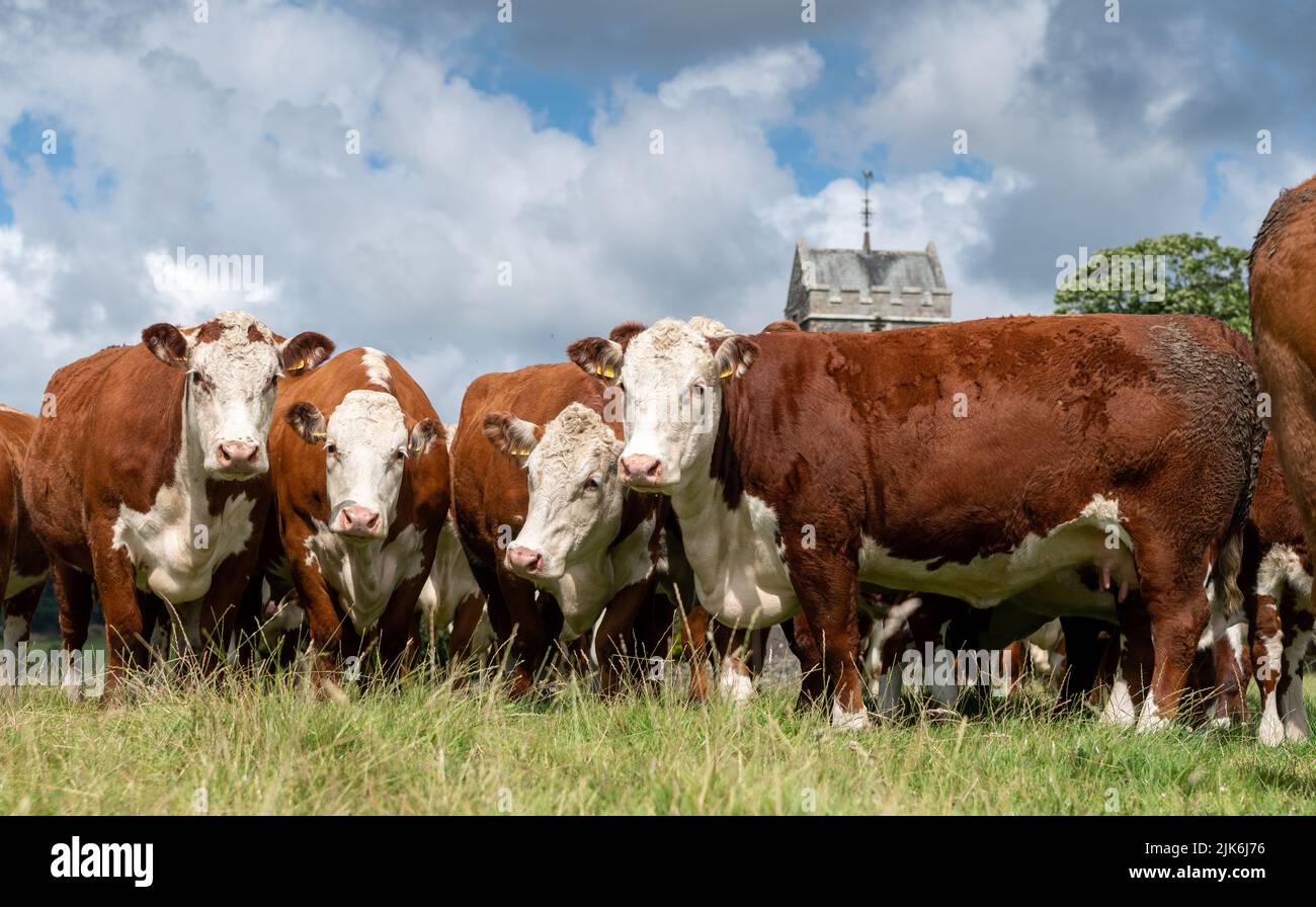 Mandria di bestiame di Hereford che brandisca in pascoli lussureggianti, Cumbria, Regno Unito. Foto Stock