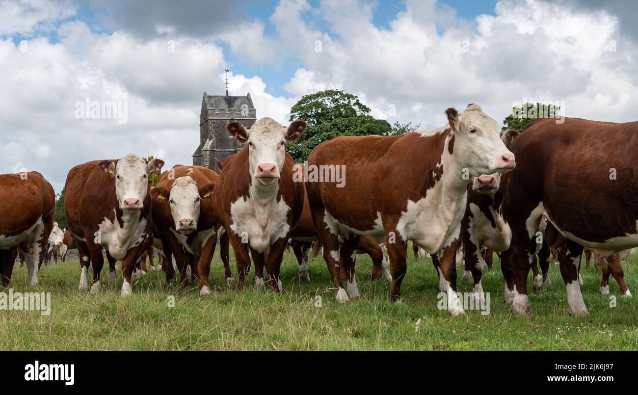 Mandria di bestiame di Hereford che brandisca in pascoli lussureggianti, Cumbria, Regno Unito. Foto Stock