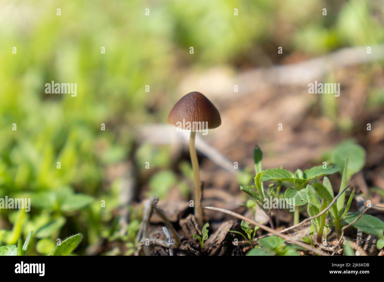 Piccolo fungo a foresta verde in autunno Foto Stock