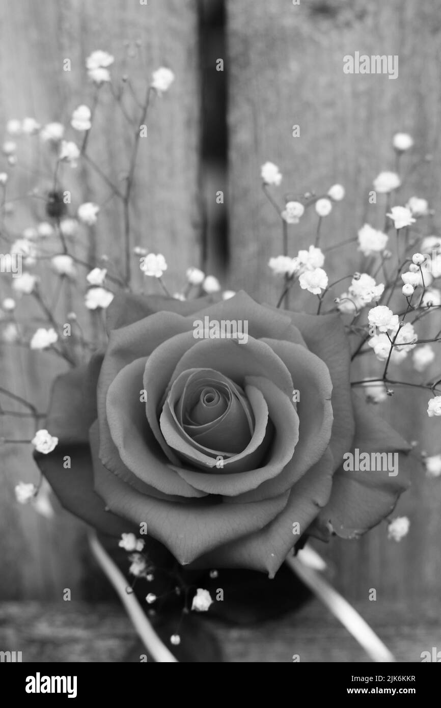 Una sola bella rosa fresca in piena fioritura posta contro una parete di legno nel giardino in bianco e nero. Foto Stock