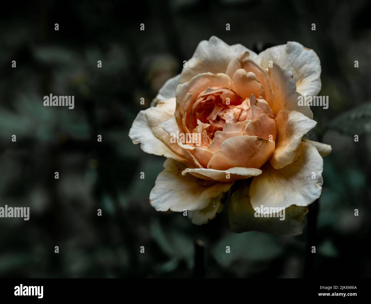 I petali feriti di una rosa appassita Masora Foto Stock