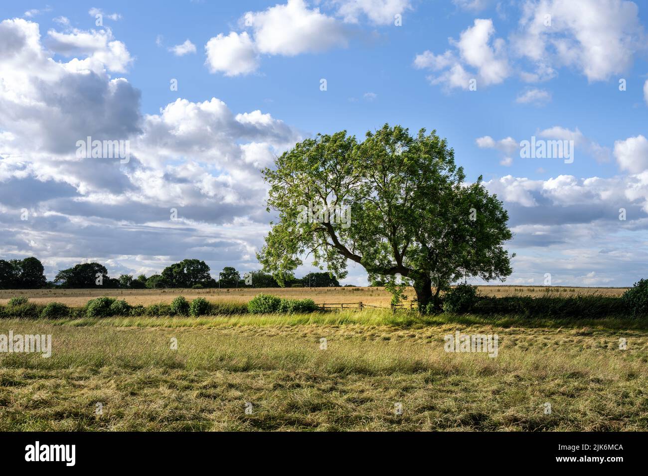 Quercia in un campo in estate nella contea di Durham, Inghilterra nord-orientale Foto Stock