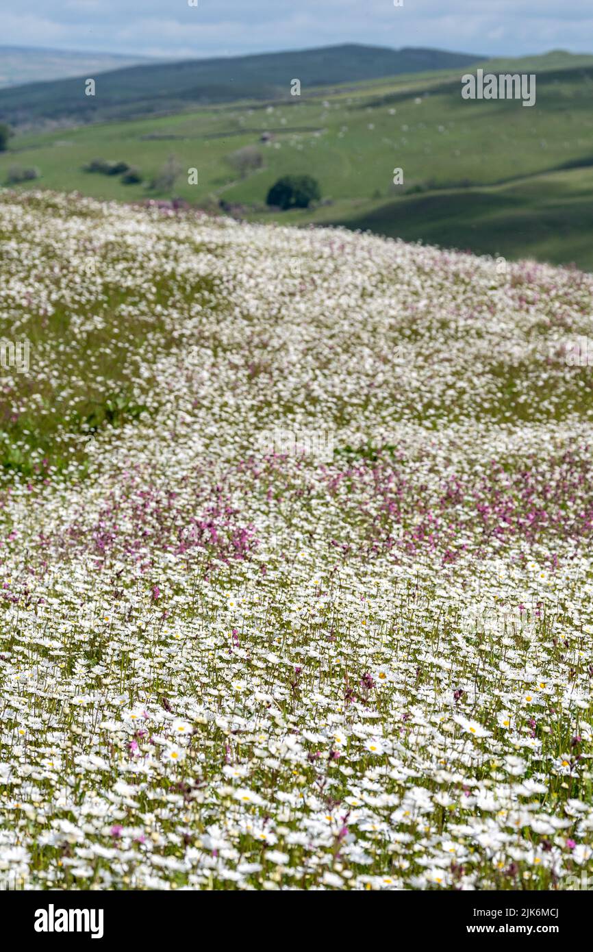 Wildflower prato che si affaccia sulla Valle Eden in Cumbria. L'agricoltore aveva riutilizzato un appezzamento di terreno con fiori selvatici come parte di un programma ambientale. Foto Stock