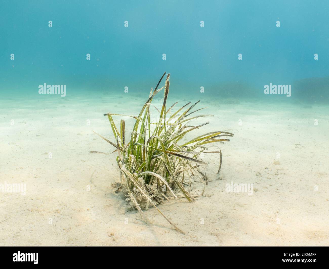 Spiaggia di sabbia. Foto vacanza Mediterraneo. Acqua blu turchese sullo sfondo Foto Stock