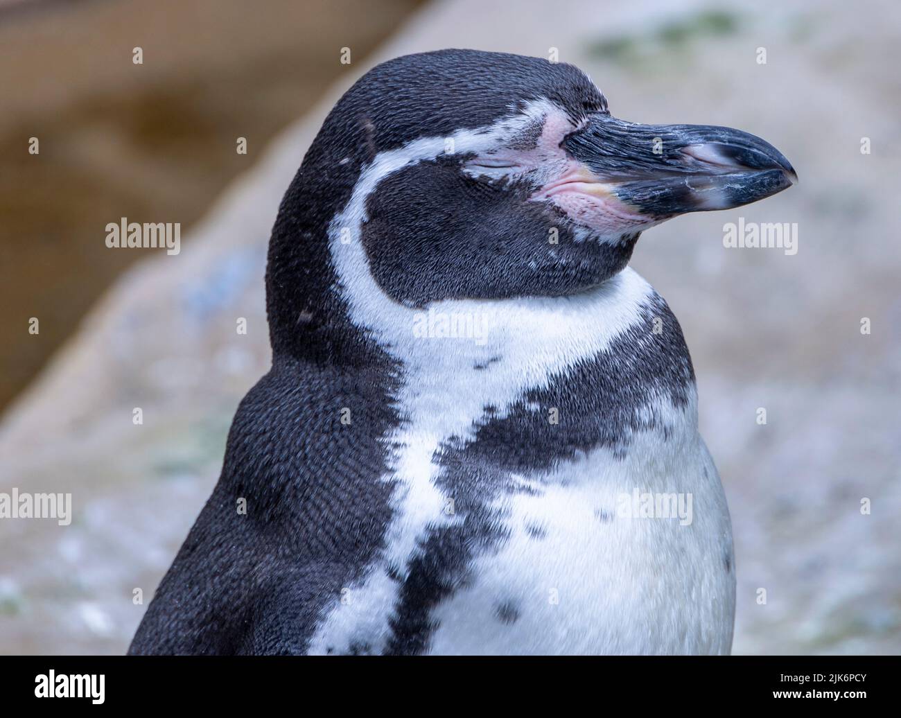 Pinguino Gentoo, Pygoscelis papua, Zoo di Dublino, Phoenix Park, Irlanda Foto Stock