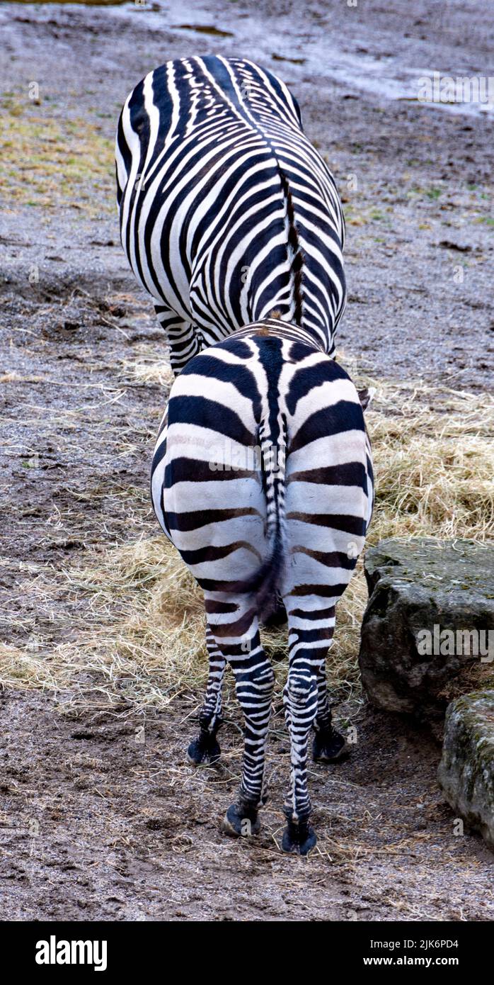 Due zebre apparentemente senza testa, Zoo di Dublino, Phoenix Park, Irlanda Foto Stock