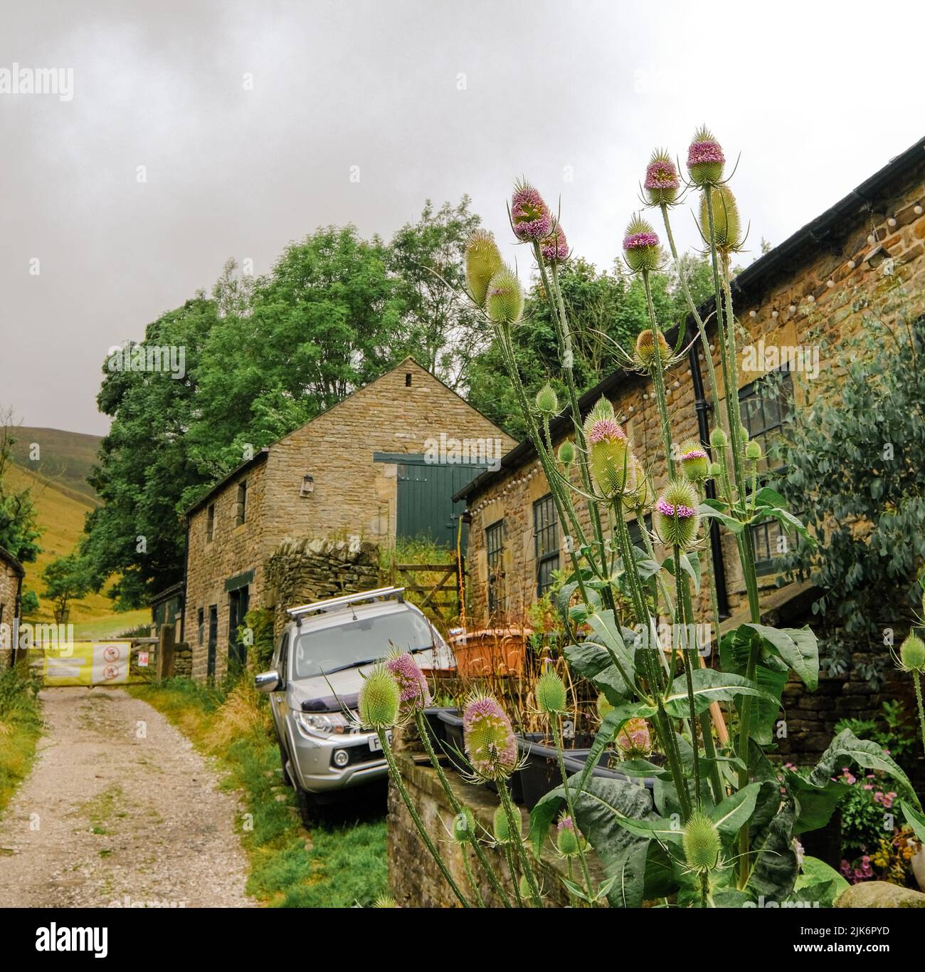 Edale, Derbyshire, Regno Unito, luglio 26 2022 Un grumo di carretti scozzesi con fiori viola vividi con una casa colonica al di là. Foto Stock Edale, Derbyshire, Regno Unito, luglio 26 2022 Un grumo di carretti scozzesi con fiori viola vividi con una casa colonica al di là. Foto Stock