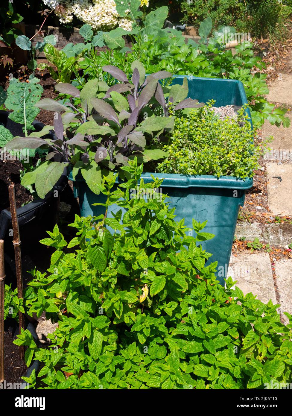 Piccolo giardino di erbe contenitore con menta giardino, timo limone, salvia viola, rosmarino e prezzemolo Foto Stock