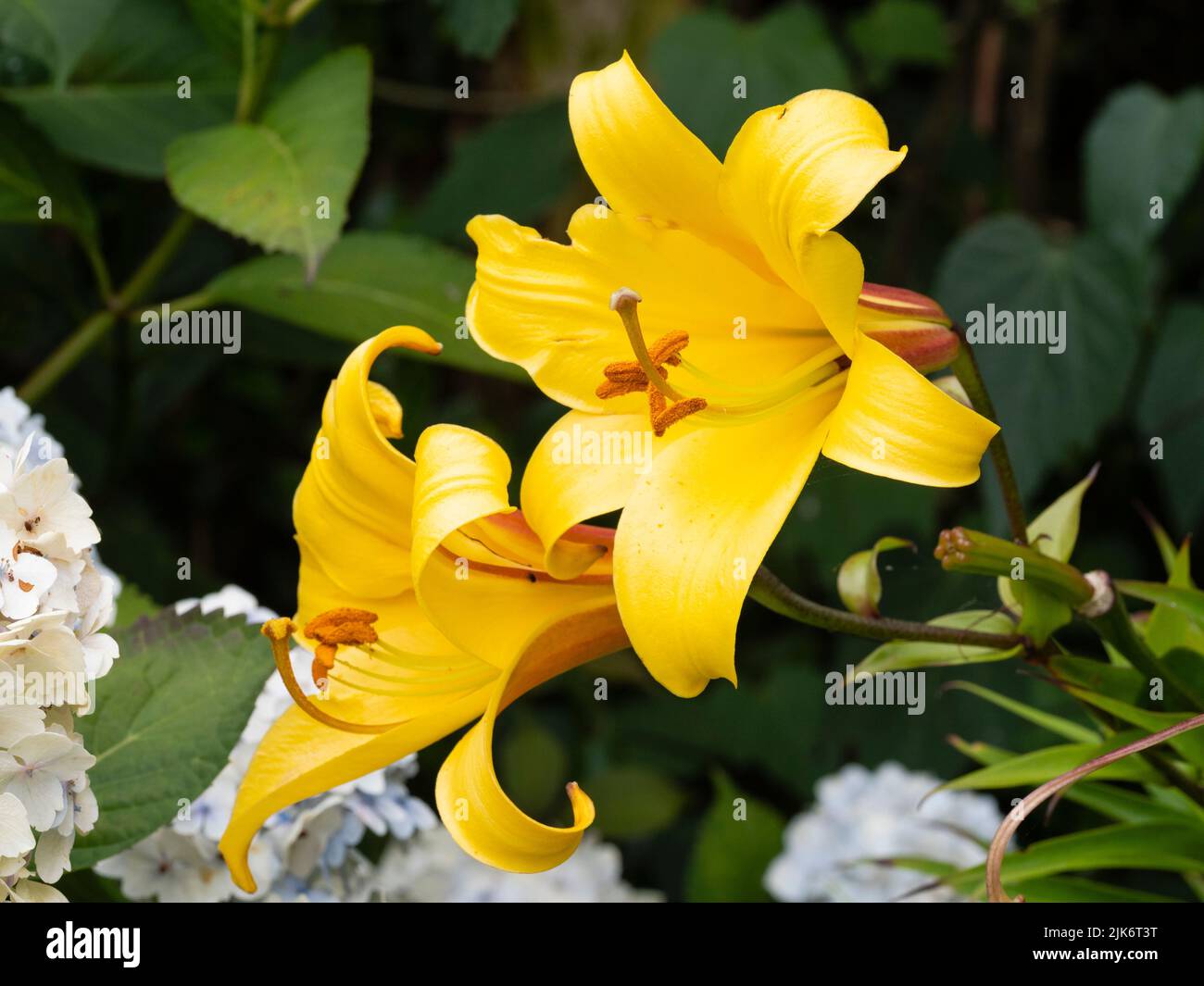 Primo piano dei fragranti fiori dorati della tromba del giglio ardito, Lilium 'Golden Splendor' Foto Stock