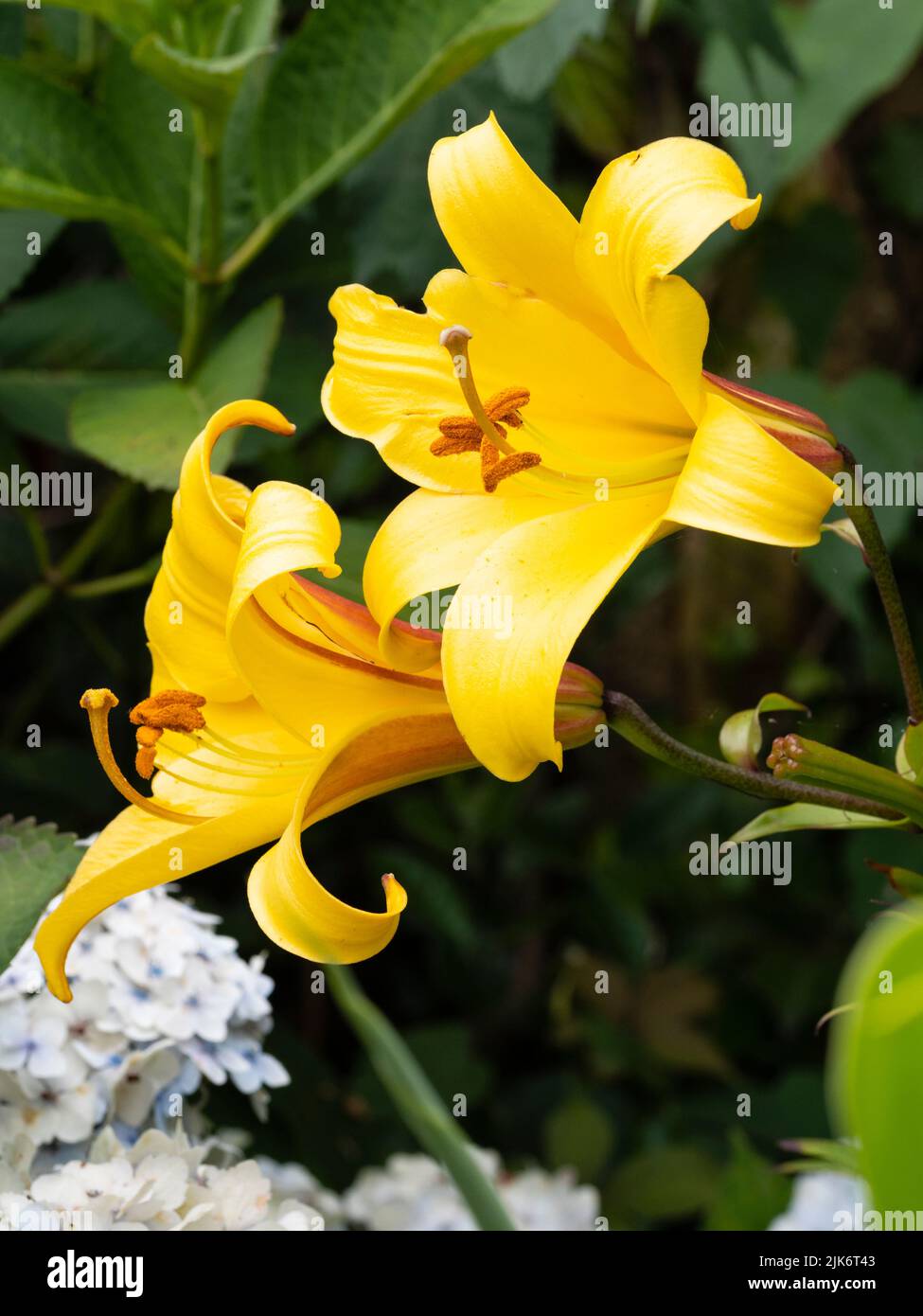 Primo piano dei fragranti fiori dorati della tromba del giglio ardito, Lilium 'Golden Splendor' Foto Stock