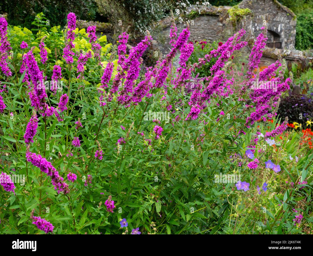 Punte estive della doppia forma rosa profonda del perenne perenne perenne viola Loosestrife, Lythrum salicaria 'Feuerkerze' Foto Stock
