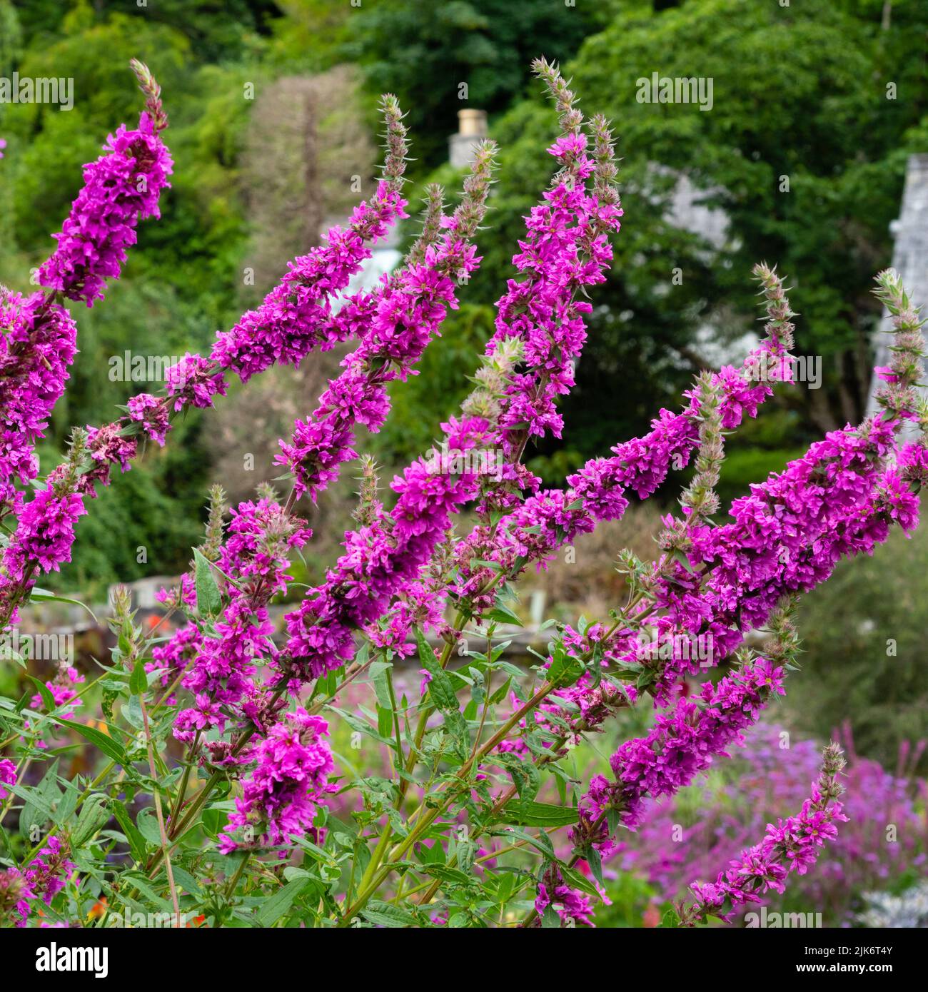 Punte estive della doppia forma rosa profonda del perenne perenne perenne viola Loosestrife, Lythrum salicaria 'Feuerkerze' Foto Stock