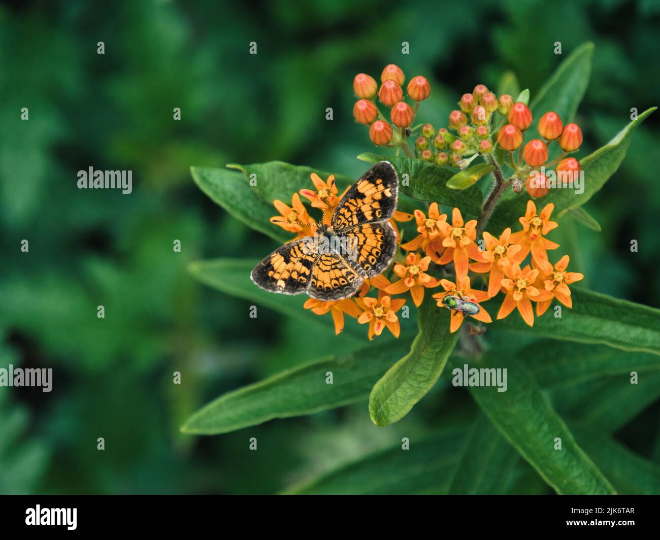 Farfalla nera e arancione monarca che impollinano su fiore arancione brillante. Sfondo perfetto per la stampa. Foto Stock