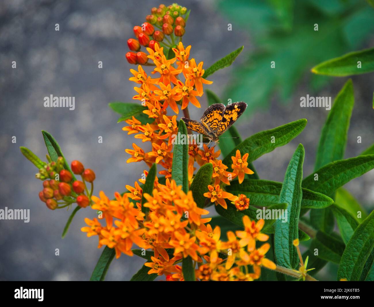 Farfalla nera e arancione monarca che impollinano su fiore arancione brillante. Sfondo perfetto per la stampa. Foto Stock