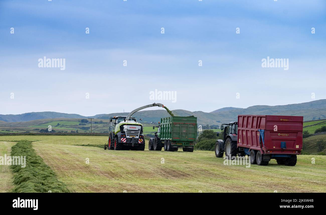 Silaging in un caseificio, usando un forager semovente Claas, riempiendo i rimorchi con erba tritata per alimentazione di inverno. Cumbria, Regno Unito. Foto Stock