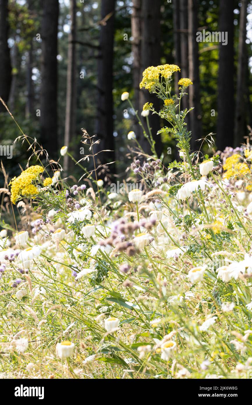 Un giardino con macchia selvaggina, compresi i fiori selvatici e le alte erbe, per aiutare impollinatori e la diversità dell'ecosistema. Foto Stock