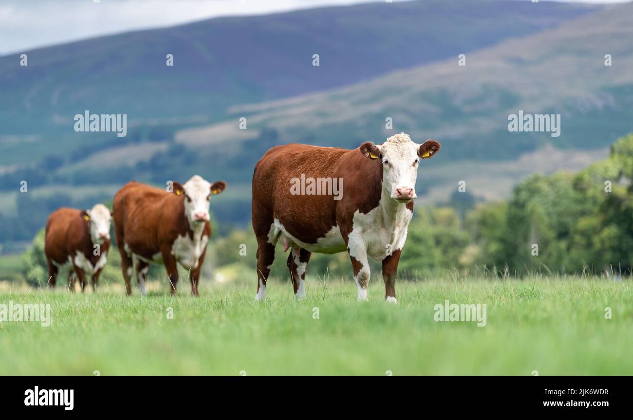 Tre bovini di Hereford in una linea su un pascolo montano in Cumbria, Regno Unito. Foto Stock